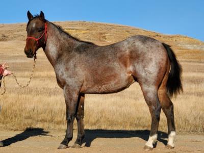 Khan Bartender JW <BR> AQHA 5957645